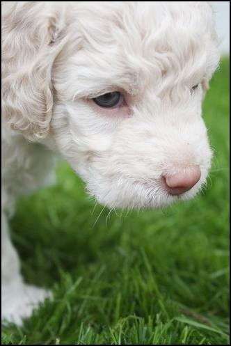 Kleiner Lagotto Romagnolo