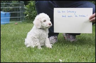 Whitey sucht noch ein neues zu Hause