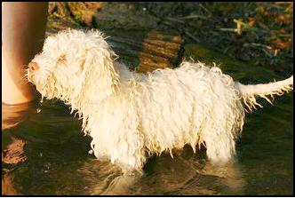 Albinea 9 Wochen alt beim Baden