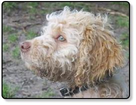 Lagotto Romagnolo arancio - mein Lieblingsfoto von Bonny