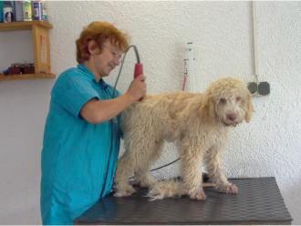 Alfons zum ersten Mal beim Friseur