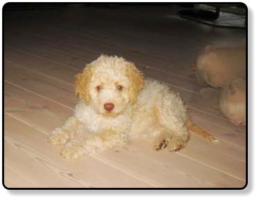 Bonny - unser Lagotto Romagnolo