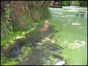 Bonny - Italienischer Wasserhund im Gosener Graben