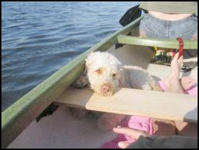 Italienischer Wasserhund, diesmal an Bord