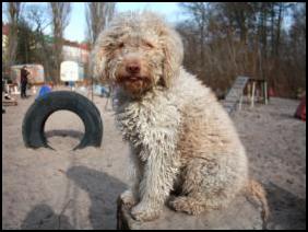 Lagotto Romagnolo am Ende des Winters ;-)