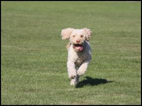 Lauf nach dem Ball